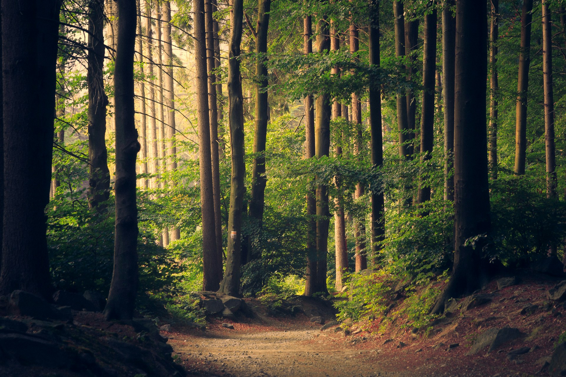 European forest — ITS WOOD S.A timber export